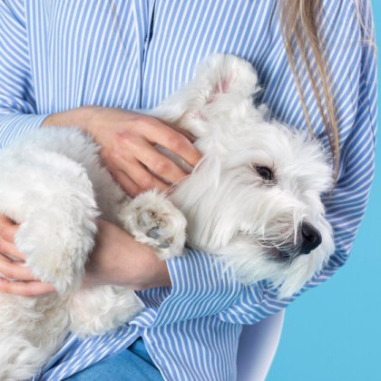 Pet