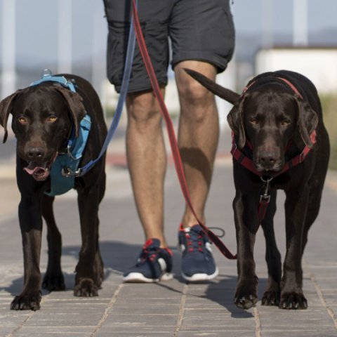 Köpek gezdirme hizmeti