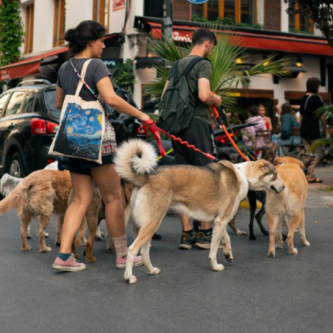 Köpek gezdirme hizmeti