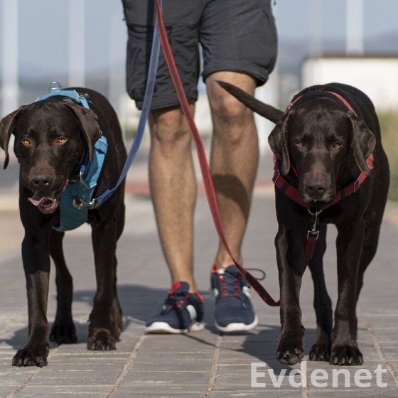 Köpek gezdirme hizmeti