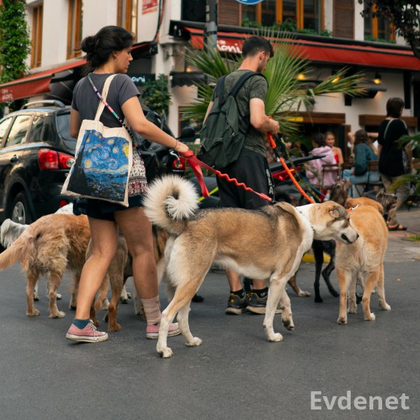 Köpek gezdirme hizmeti